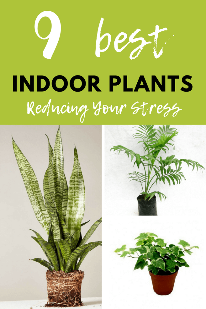 9 Best Indoor Plants Reducing Your Stress - DIY Morning