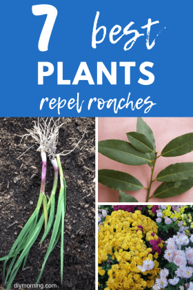 Top 7 Plants That Repel Roaches - DIY Morning