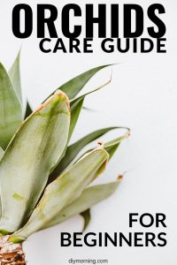Orchid Care Guide For Beginners - DIYMorning