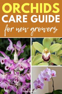 Orchid Care Guide For Beginners - DIYMorning