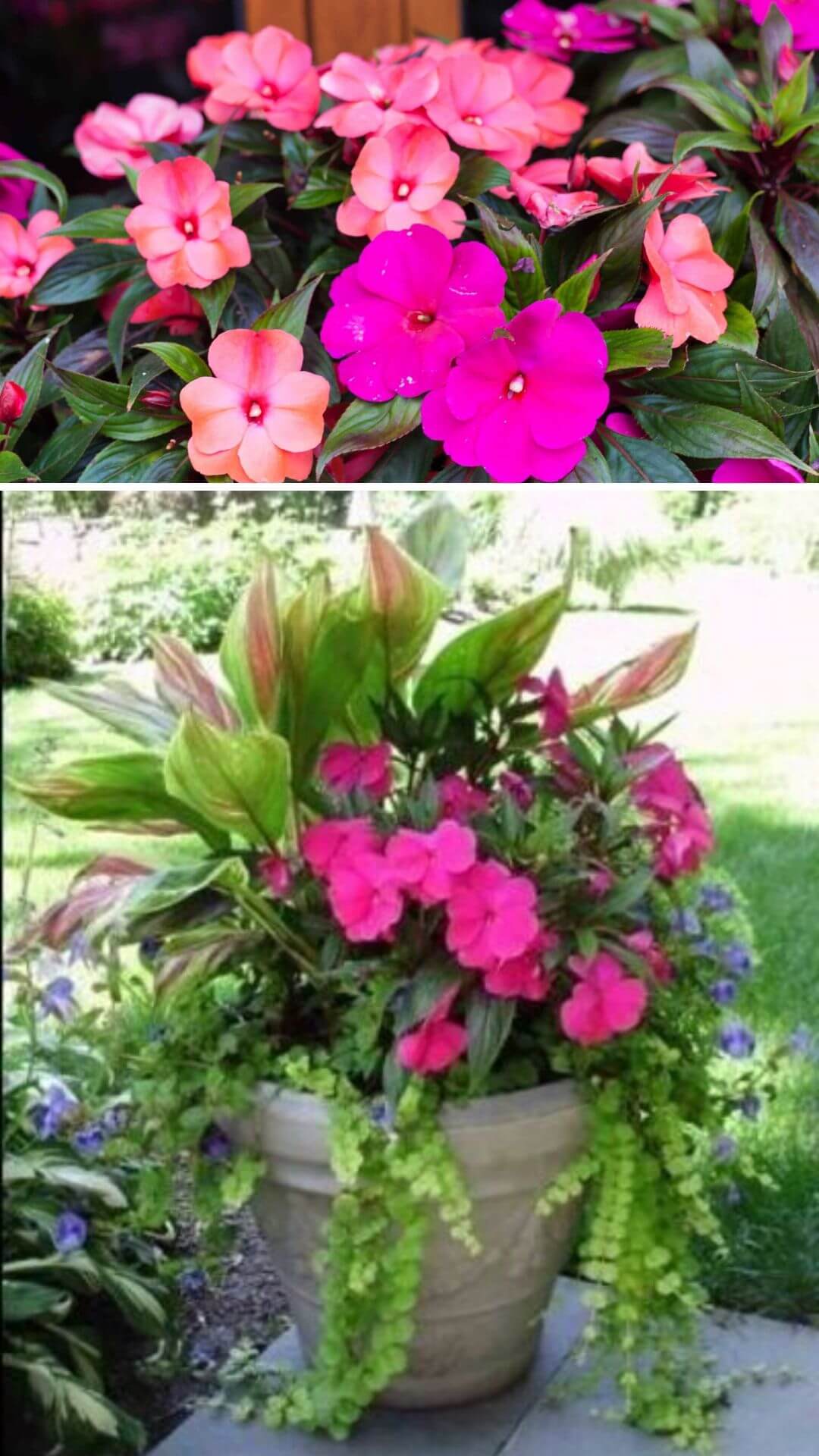 20 Beautiful Patio Plant Ideas For A Lush Outdoor Space DIY Morning