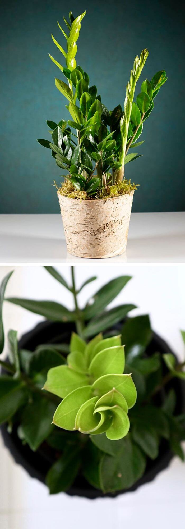 7 Best Plans That Can Grow Well in Complete Darkness DIY Morning