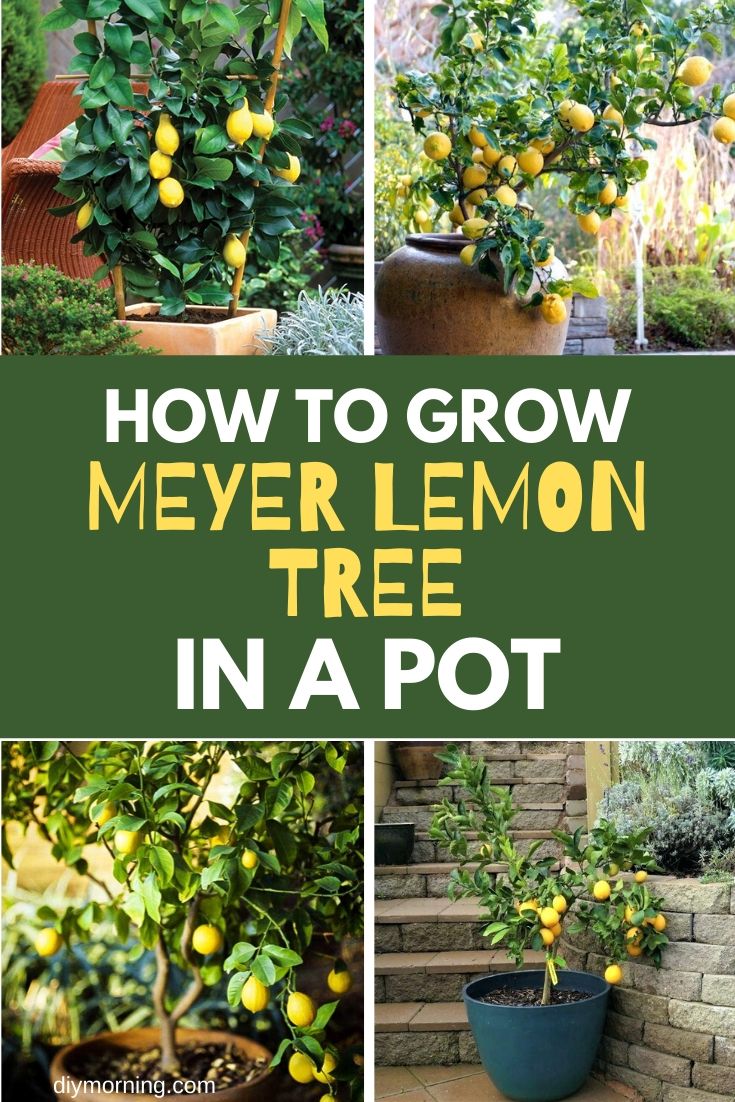 Meyer Lemon Tree How To Grow and Care for Meyer Lemon Tree In Pots