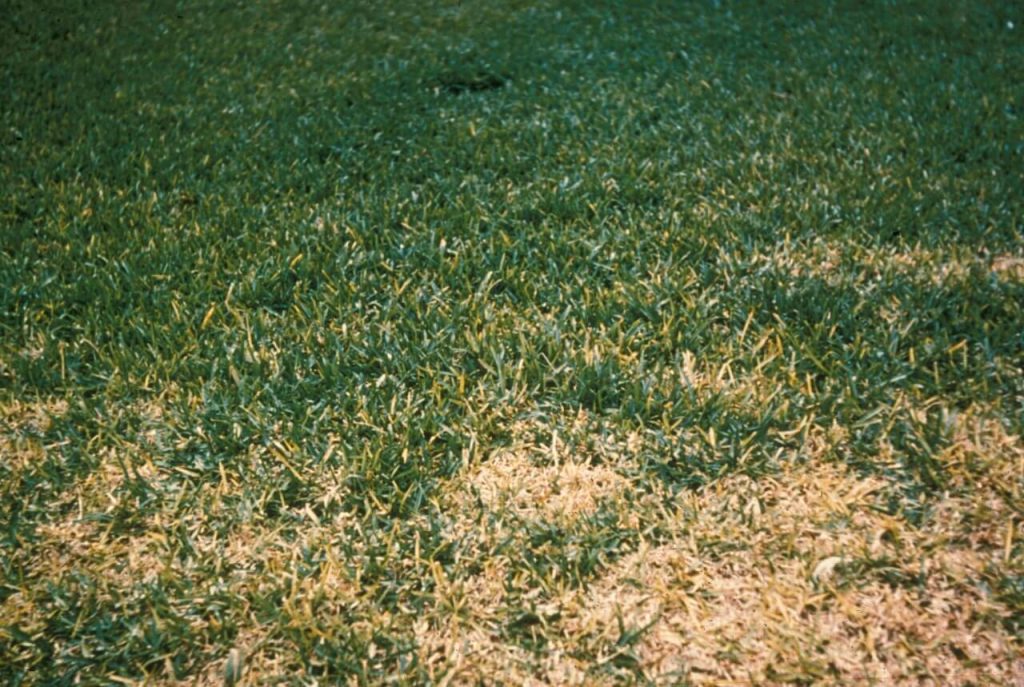 problems-and-treatment-st-augustine-grass-in-north-texas-diy-morning