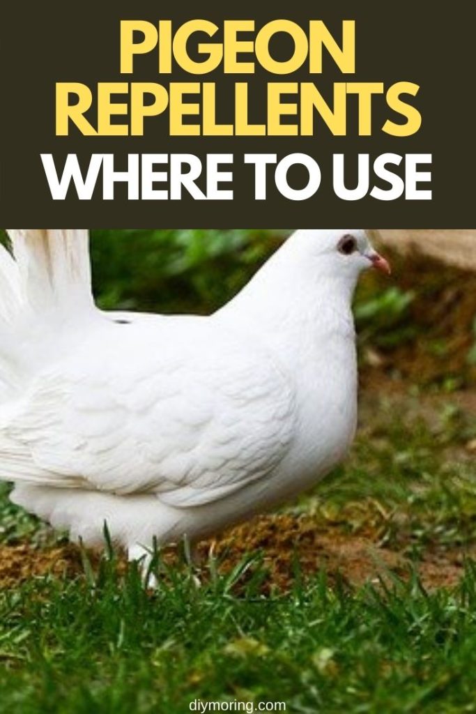 How To Get Rid of Pigeon Pigeon Repellents Where To Use