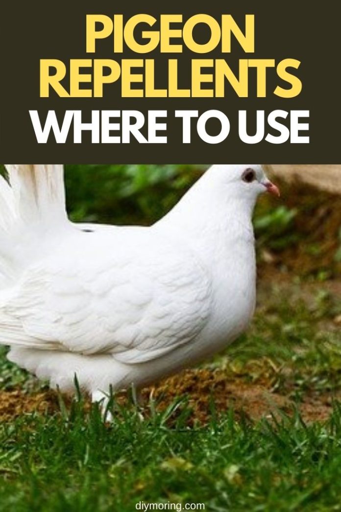 How To Get Rid of Pigeon Pigeon Repellents Where To Use